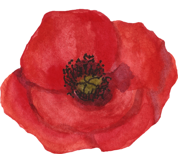 Watercolor Poppy Flower