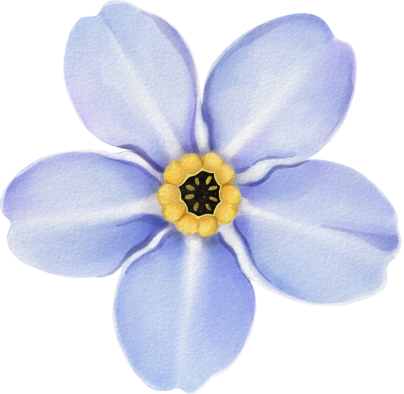 Digital watercolor painting Forget Me Not flower