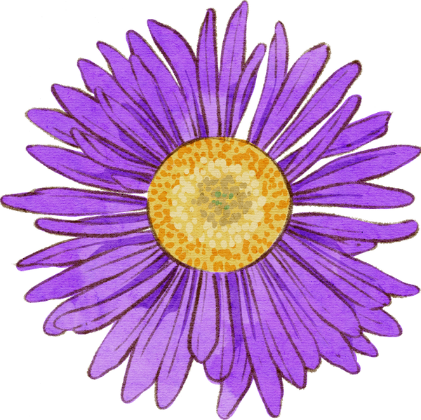 Aster flower hand drawn watercolor